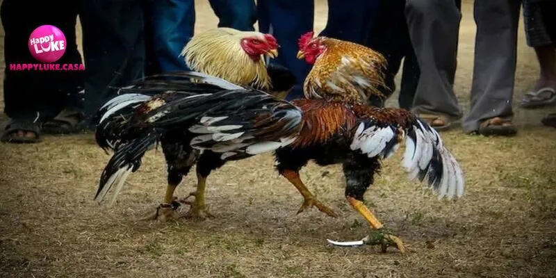 Mỗi trận thi đấu cựa dao kịch tính trong từng giây phút